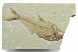 Bargain, Detailed Fossil Fish (Diplomystus) - Wyoming #349585-1